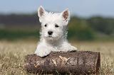 WESTIE 162